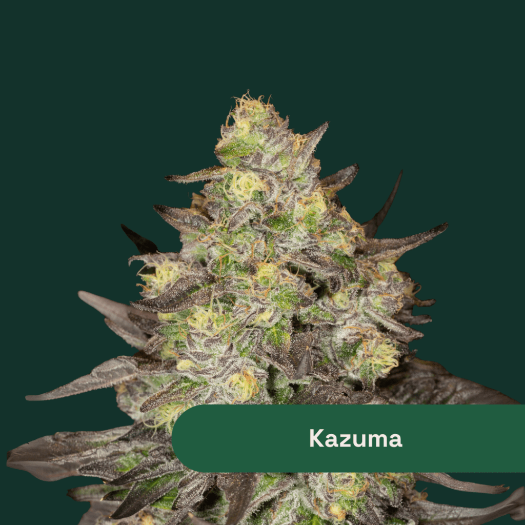 日本全国送料無料商品人気ランキング Explore The Botanist The by Strain Cannabis Kazuma | Botanist ミュージシャン