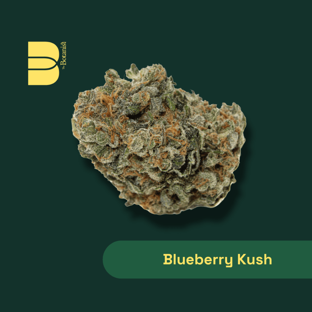 blueberry-kush-cannabis-nug-the-botanist